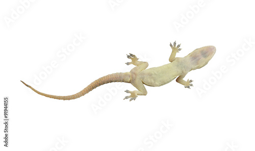 Dead lizard of reptile on white background with clipping paths.