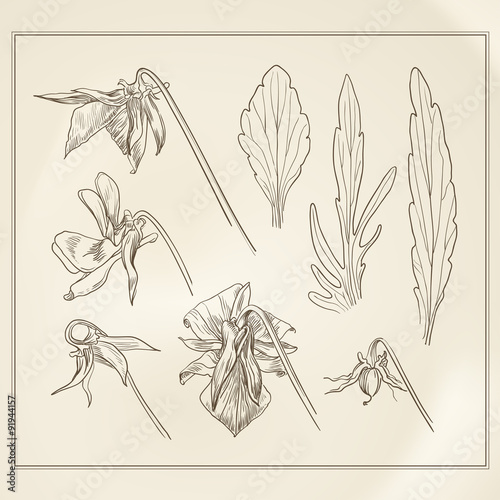Botanical flowers vintage