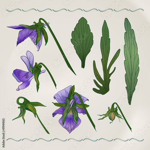 Botanical flowers vintage