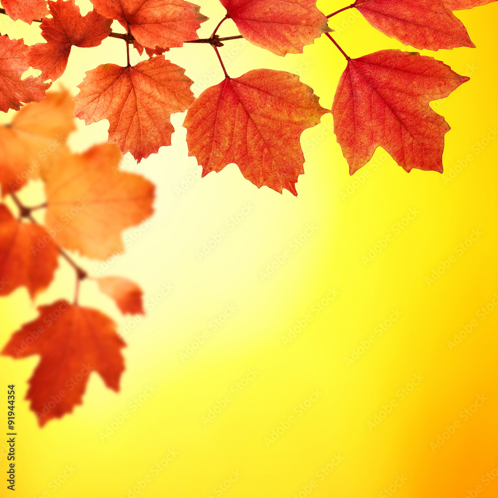 Fototapeta premium branch with autumn leaves