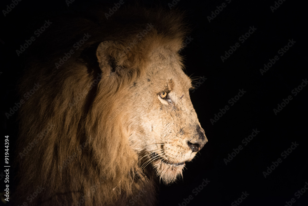 Fototapeta premium Lion at night
