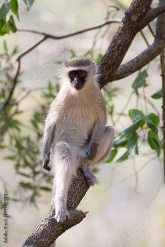 vervet monkey in a tree