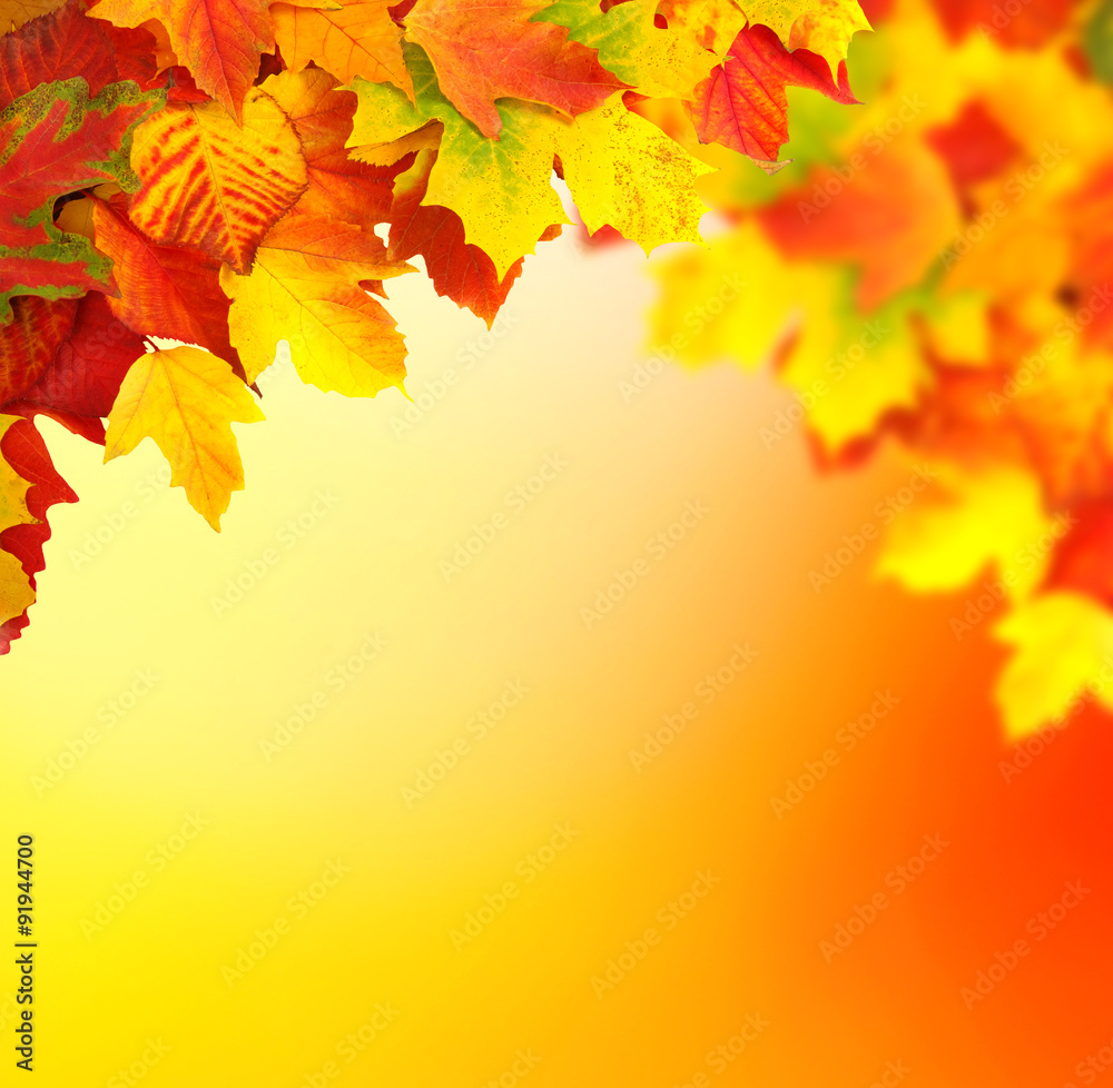 Fototapeta premium oddział z liści jesienią