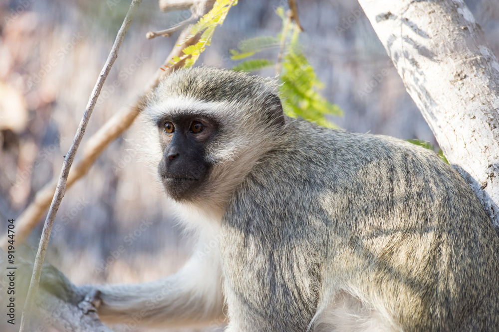 Obraz premium vervet monkey in a tree