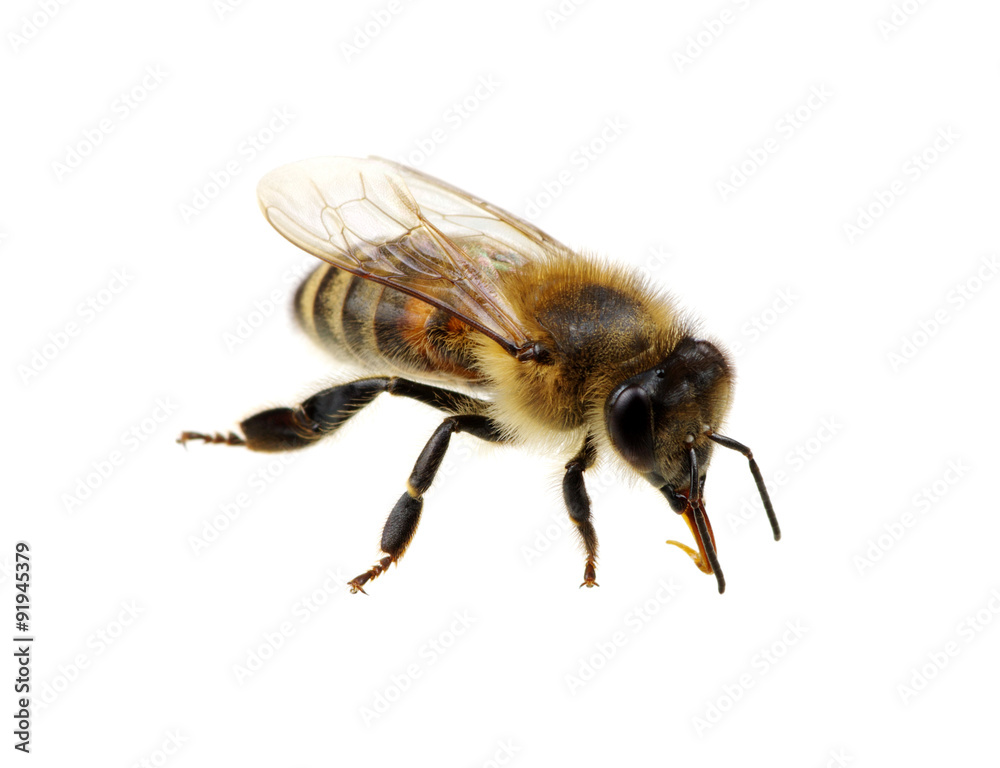 bee bee