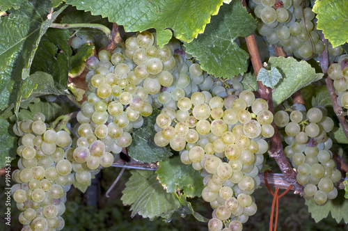 Weissburgunder, Weisswein, Weisse, Weintrauben, photo