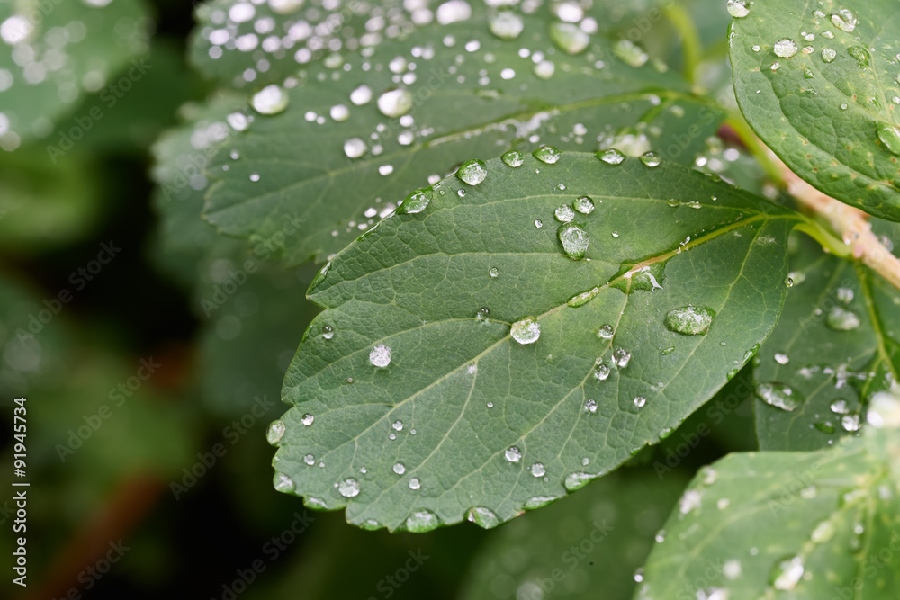 Green leaf after rain