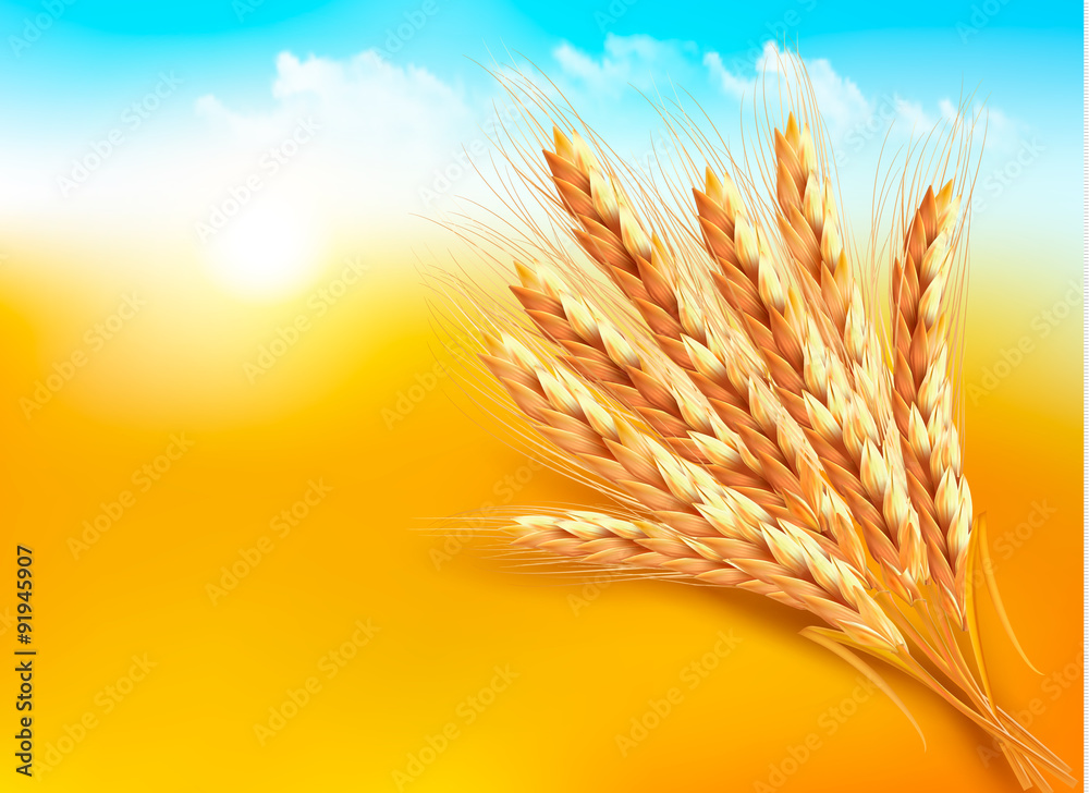 Ears of wheat. Vector illustration Ears of wheat. Vector illustration