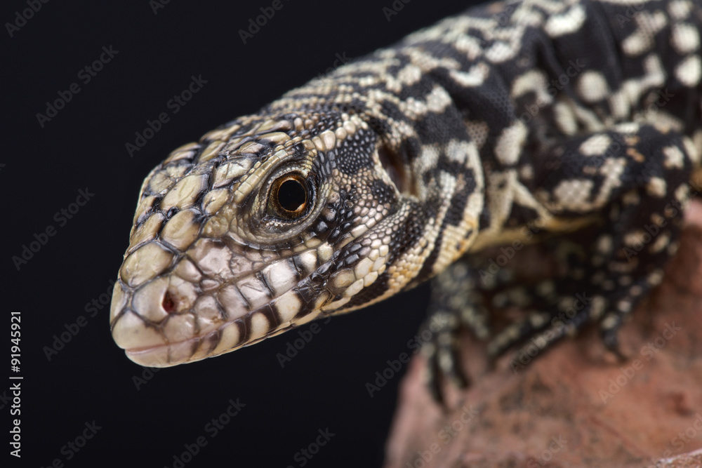 Argentine black and white tegu (Salvator merianae) Argentine black and white tegu (Salvator merianae)