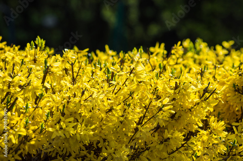 Leinwand Poster Blooming forsythia hedge