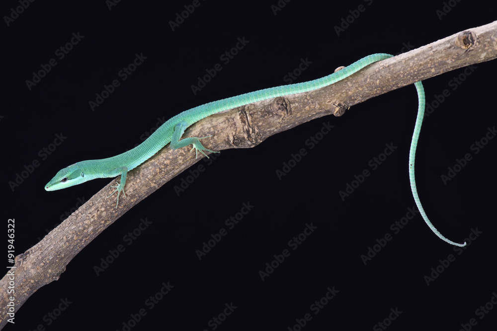 Naklejka premium Sakishima grass lizard (Takydromus dorsalis)