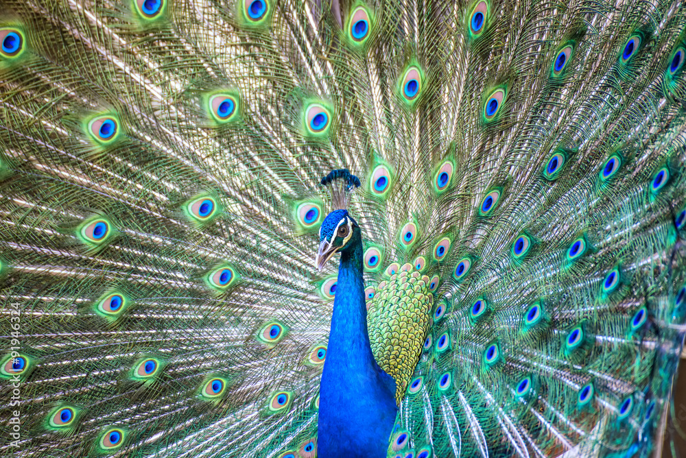 Obraz premium Portrait of beautiful peacock with it feathers out