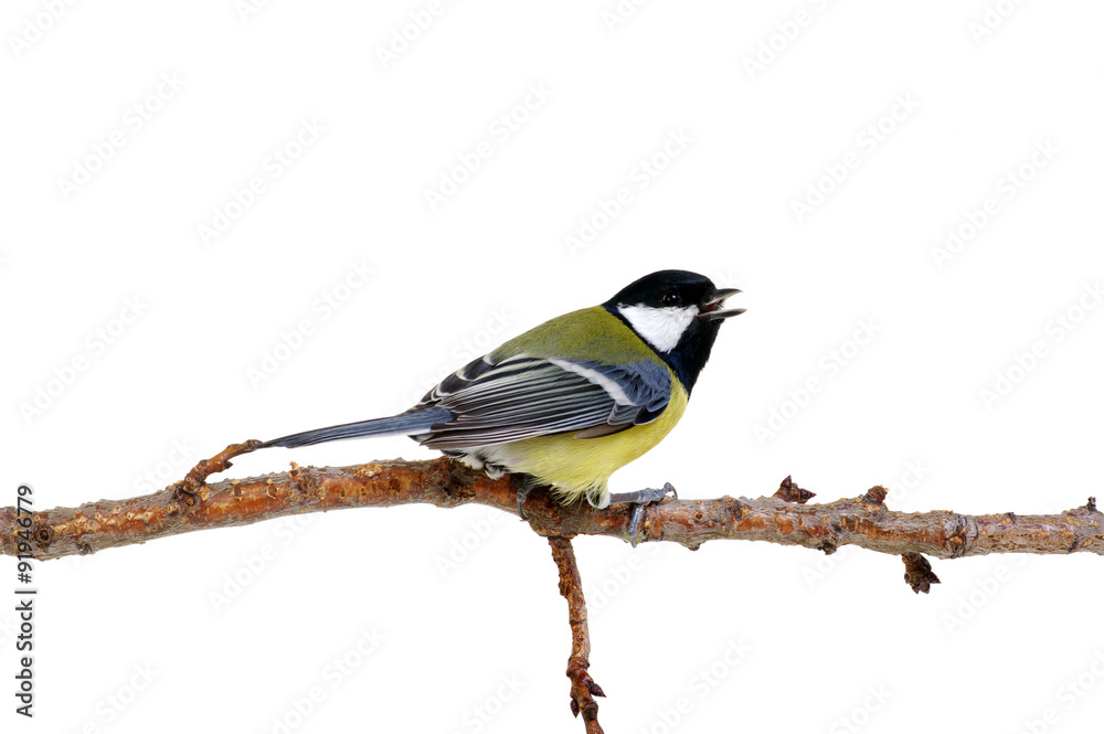 Obraz premium great tit