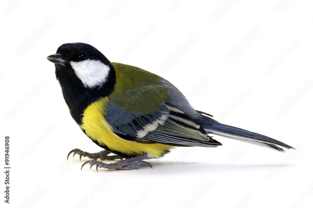 Obraz premium great tit