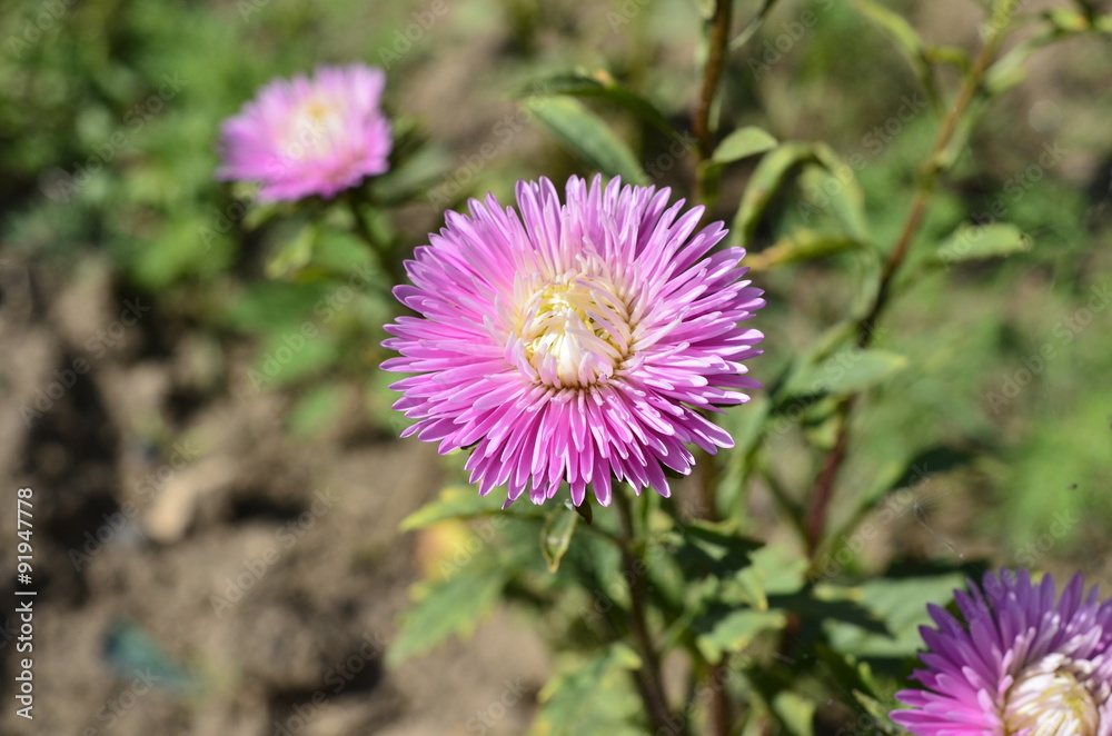 Obraz premium Астры