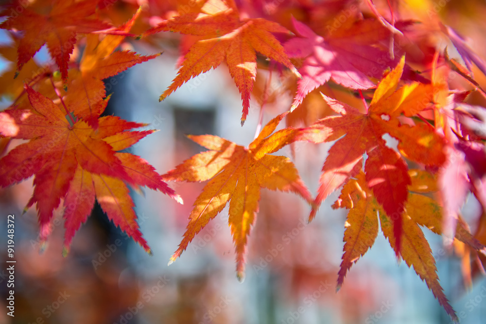 red maple leaf in autumn season