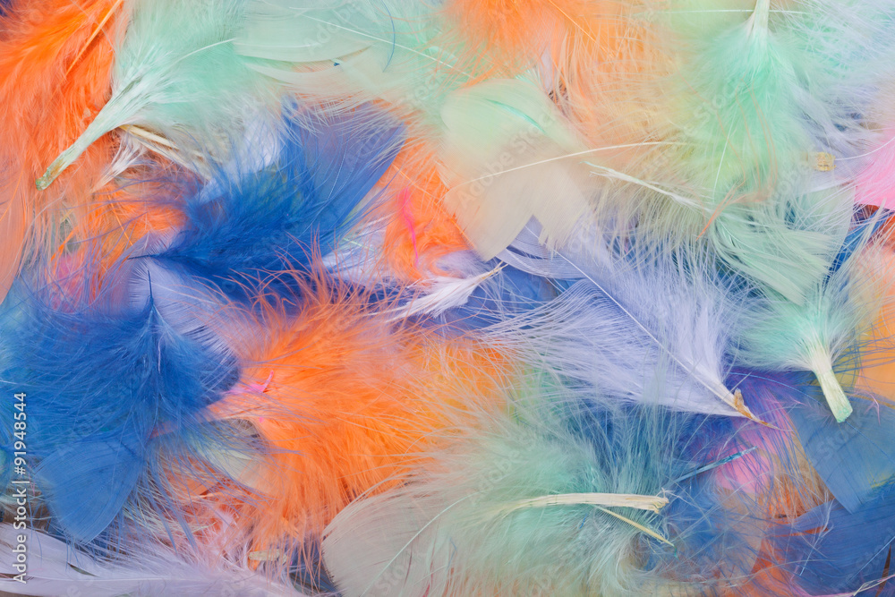 Multi-colored feathers Multi-colored feathers