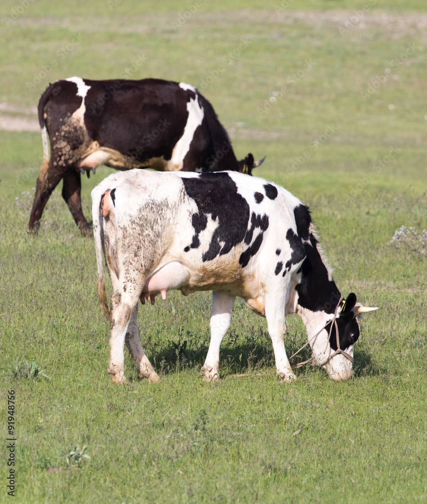 cows on pasture