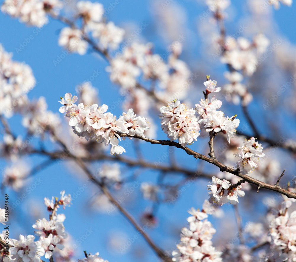 apricot flowers on the tree