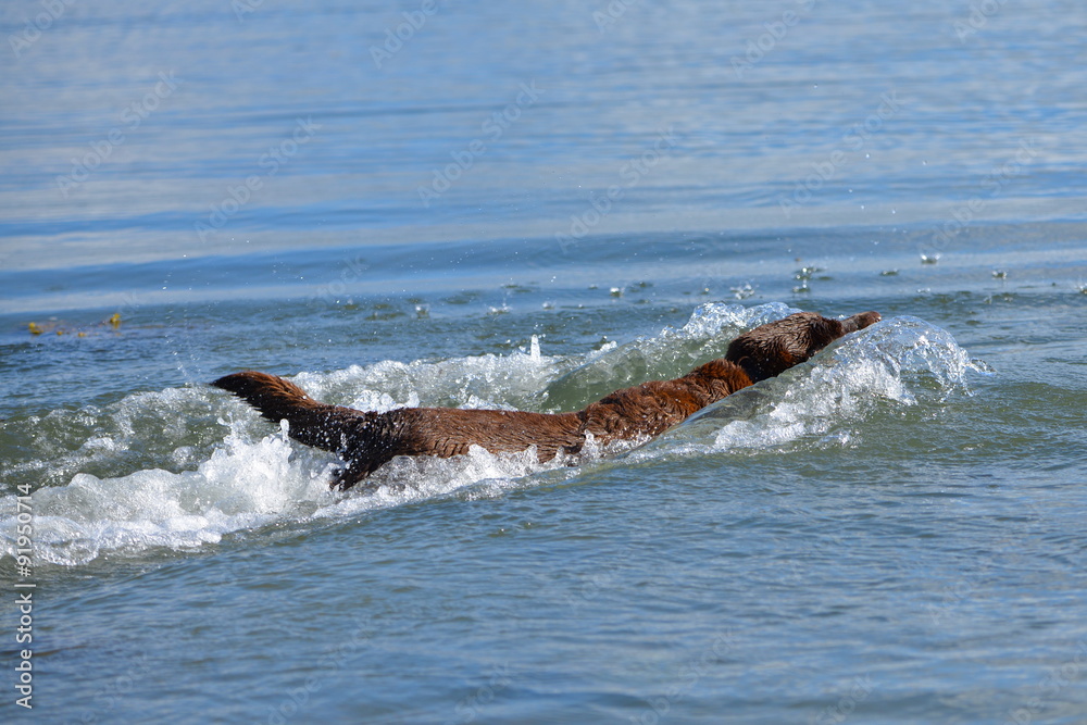Fototapeta premium Labrador dans l'eau