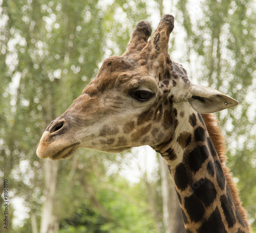 Giraffe at the zoo © schankz