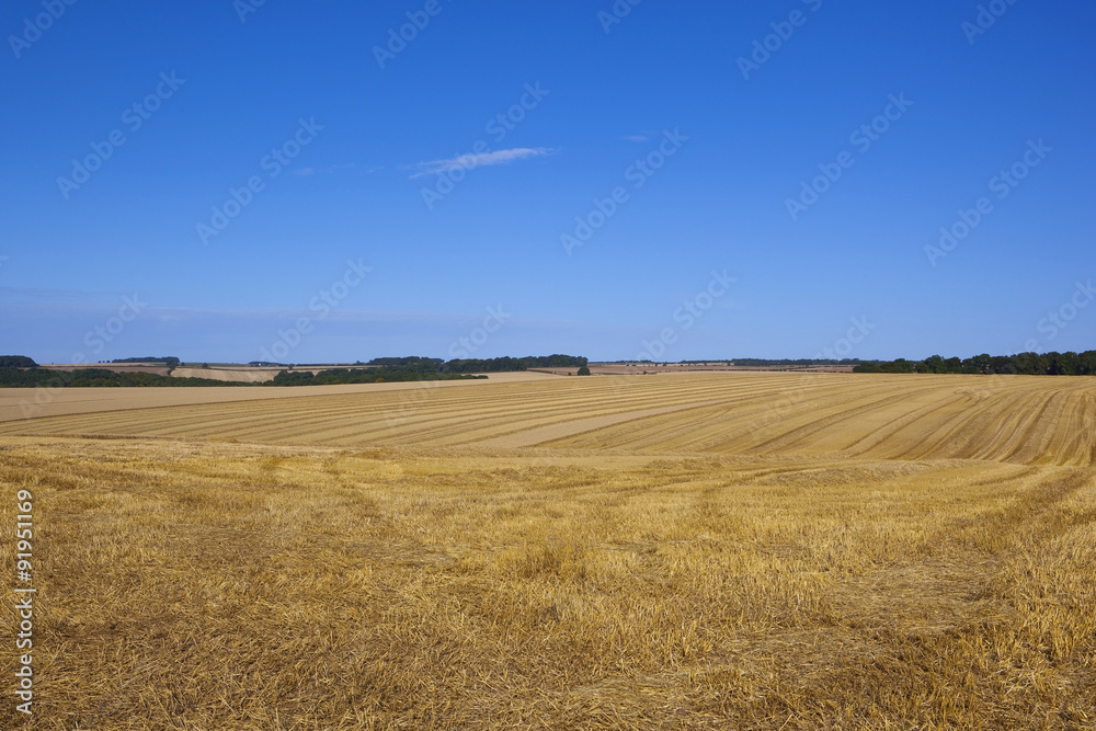 harvested wheat fields