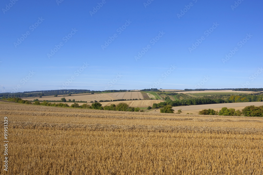 golden fields