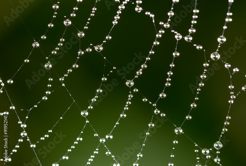 water droplets on a spider web in nature. close