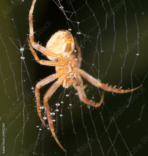 Spider in nature. super macro