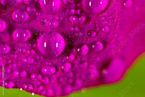 water drops on a pink flower in nature. close