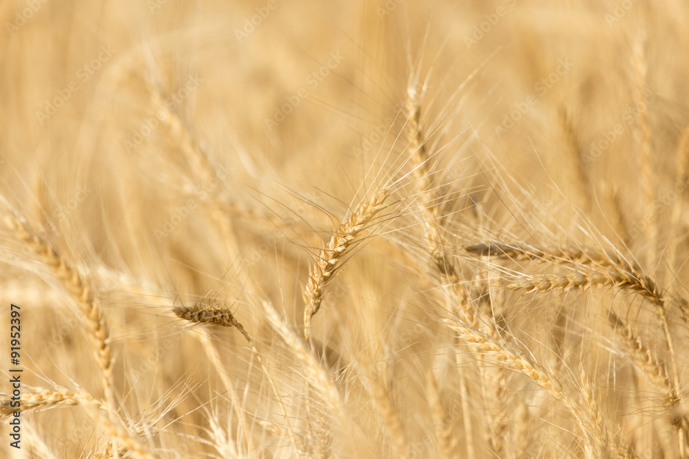 Fototapeta premium ears of wheat on the nature
