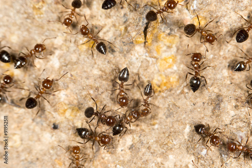 ants on the ground. close © schankz