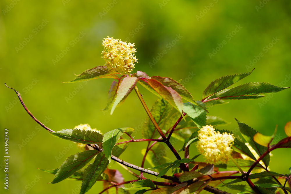 Fototapeta premium Red elder or elderberry (sambucus) in bloom. Nice branch.