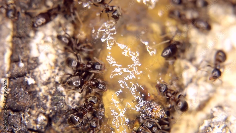 Close-up of ants eating a drop of honey Close-up of ants eating a drop of honey