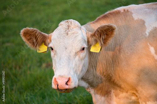Wallpaper Mural Brown and white dairy cow in pasture, Czech Republic Torontodigital.ca