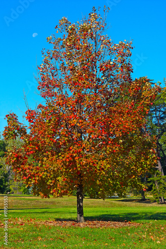 A maple tree in fall in National Arboretum, Washington DC. Colorful maple tree in autumn against a blue sky.