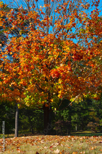 A maple tree in fall in National Arboretum, Washington DC. Colorful maple tree in autumn against a blue sky.