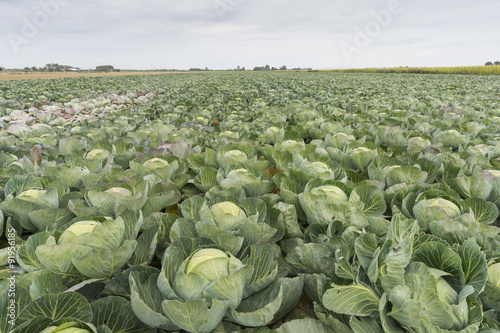 Groene kolen op de akker West-Friesland photo