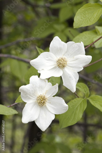 Western Flowering Dogwood blossoms.(Cornus nuttallii).Yosemite National Park, California