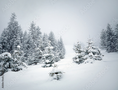 Winter trees © SJ Travel Footage