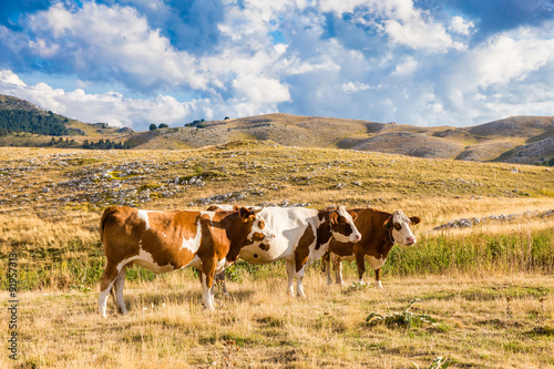 Obraz na płótnie Cows grazing on the plateau in the Abruzzo (Italy) w salonie