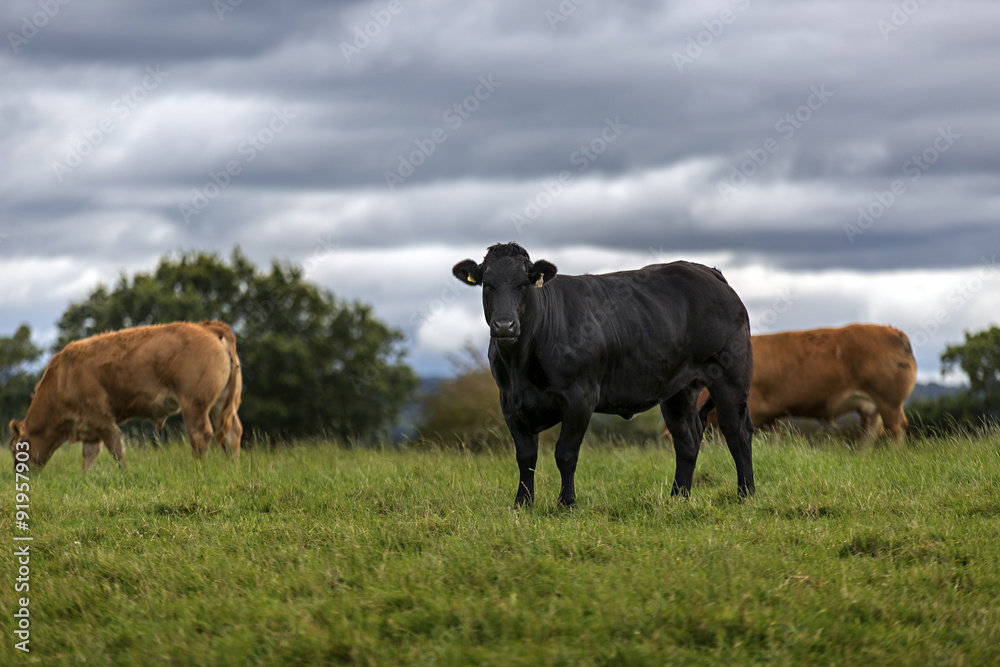 Close shot of a cow in a field