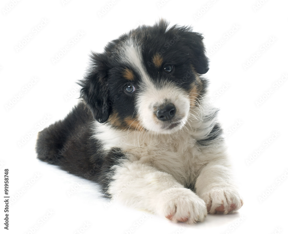 puppy australian shepherd puppy australian shepherd