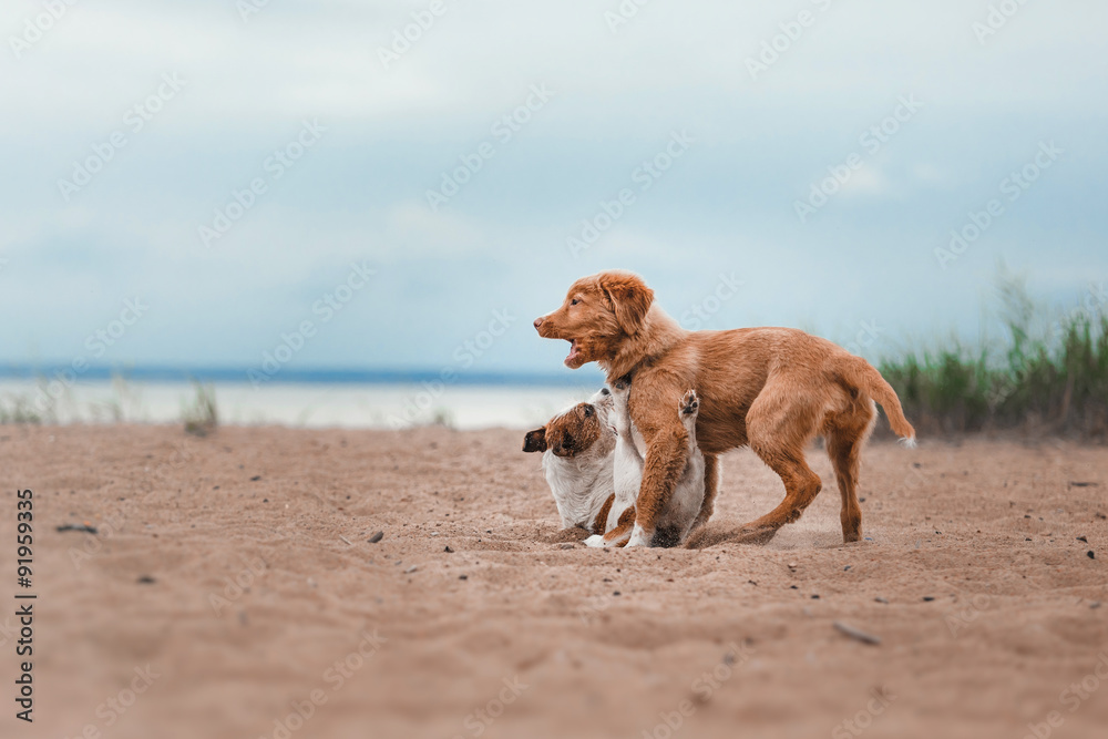 Game Jack Russell Terrier and Toller