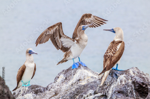 Canvastavla oiseaux fou aux pieds bleus Galapagos Equateur Piqueros
