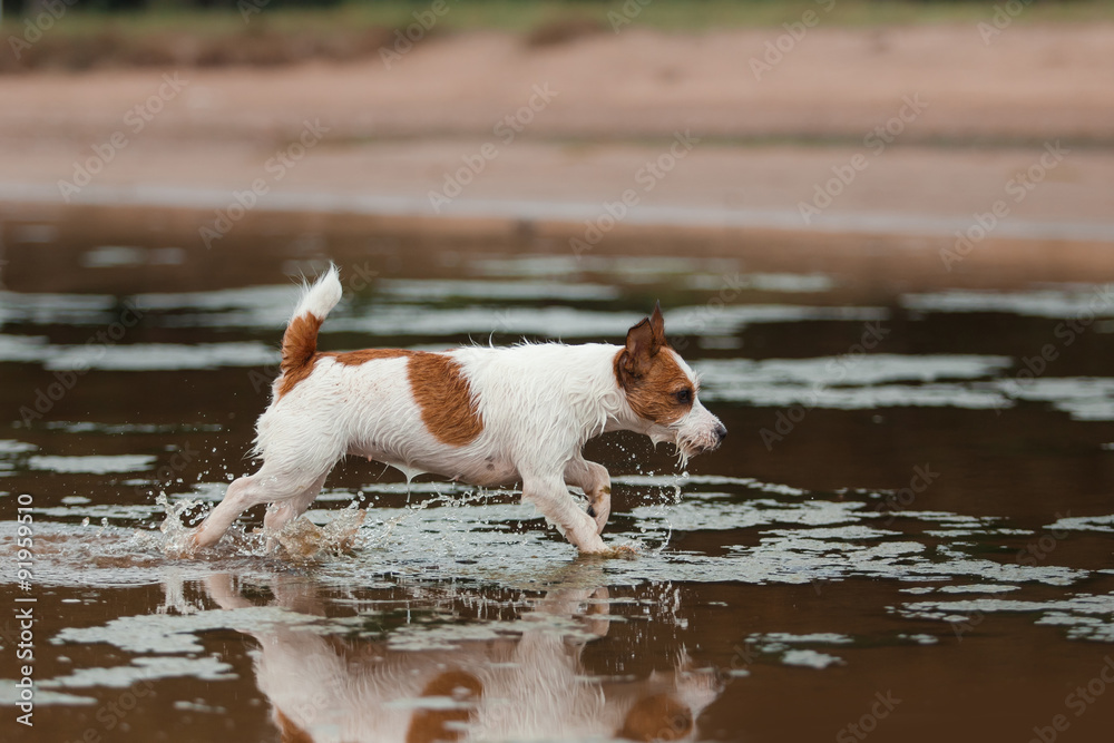 Game Jack Russell Terrier and Toller Game Jack Russell Terrier and Toller