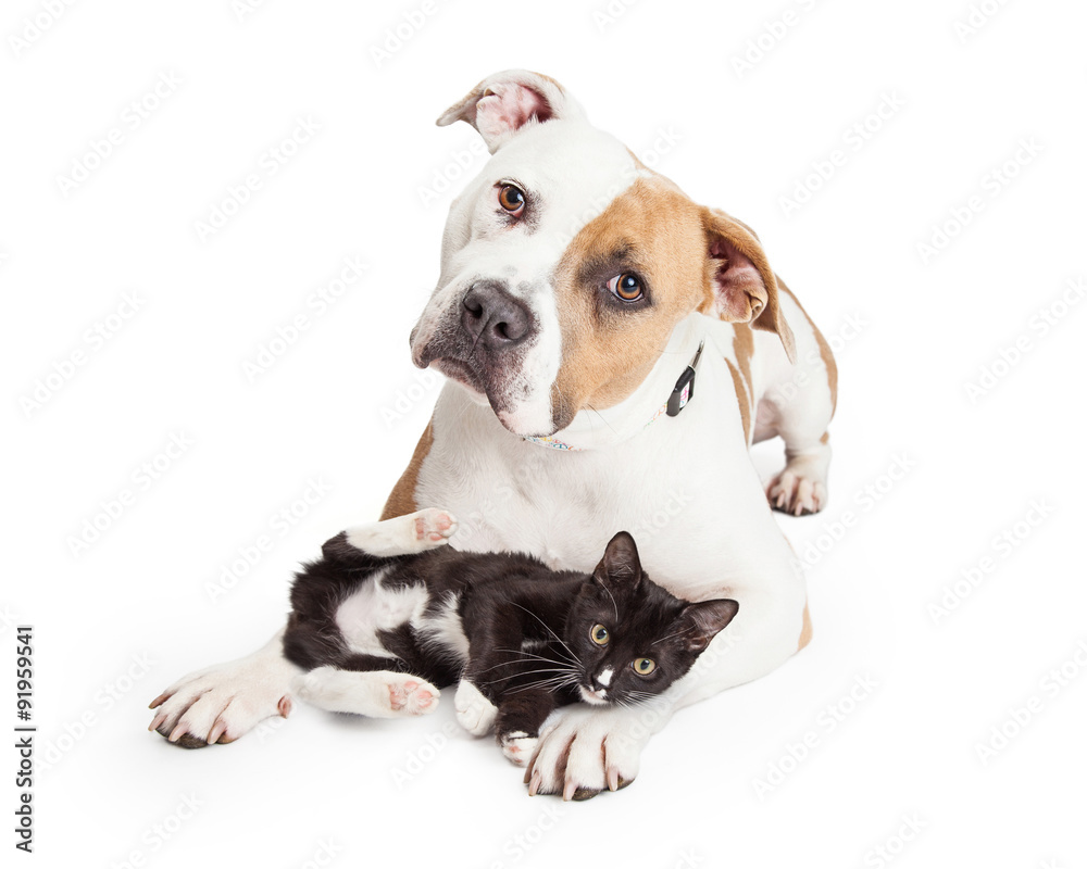 Friendly Pit Bull Dog and Affectionate Kitten