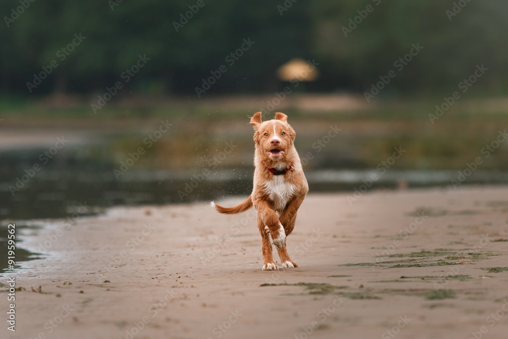 Nova Scotia Duck Tolling Retriever on the beach Nova Scotia Duck Tolling Retriever on the beach