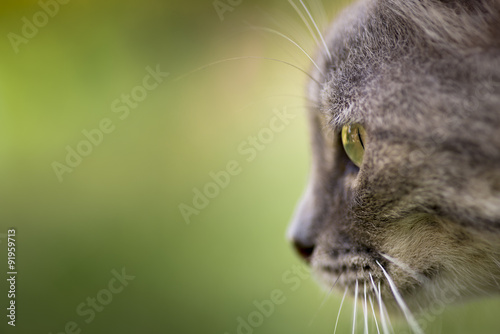 Fototapeta Naklejka Na Ścianę i Meble -  Eye of a gray cat.