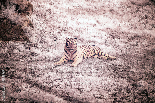 Tiger photo